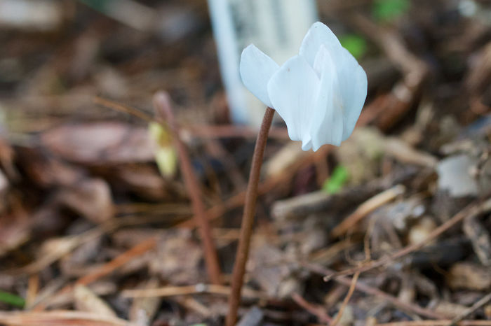 Cyclamen-hederifolium-Fairy-Wings - minuni ale naturii create de dumnezeu 9