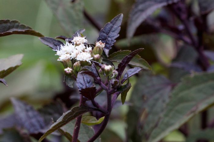 Eupatorium-rugosum-Chocolate