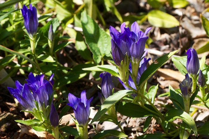 Gentiana-True-Blue-2