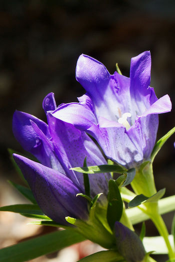 Gentiana-True-Blue-21 - minuni ale naturii create de dumnezeu 9