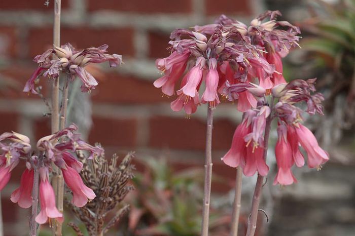 Kalanchoe-tubiflora_eg-Bryophyllum-tubiflora - minuni ale naturii create de dumnezeu 9