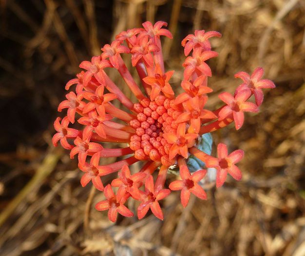 Kleinia_fulgens,_blomhoof,_a,_Voortrekkerbad - minuni ale naturii create de dumnezeu 9