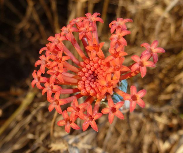 Kleinia_fulgens,_blomhoof,_a,_Voortrekkerbad