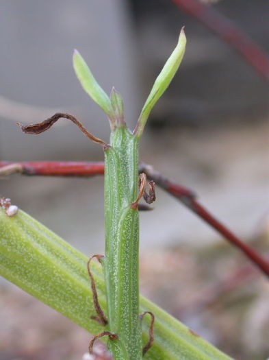 Kleinia_madagascariensis