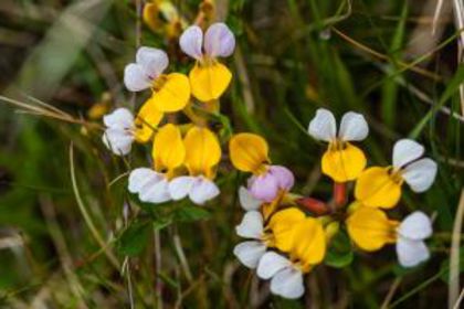 lotusformossimus - minuni ale naturii create de dumnezeu 9