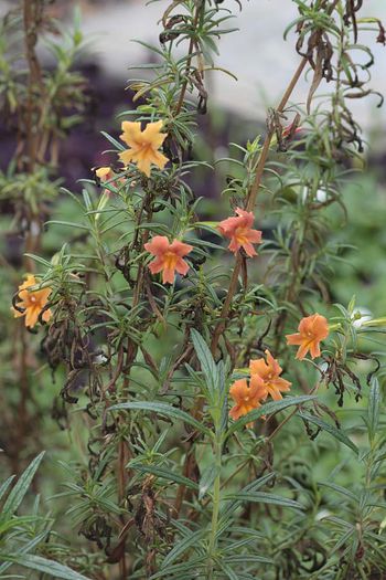 Mimulus-aurantiacus - minuni ale naturii create de dumnezeu 9