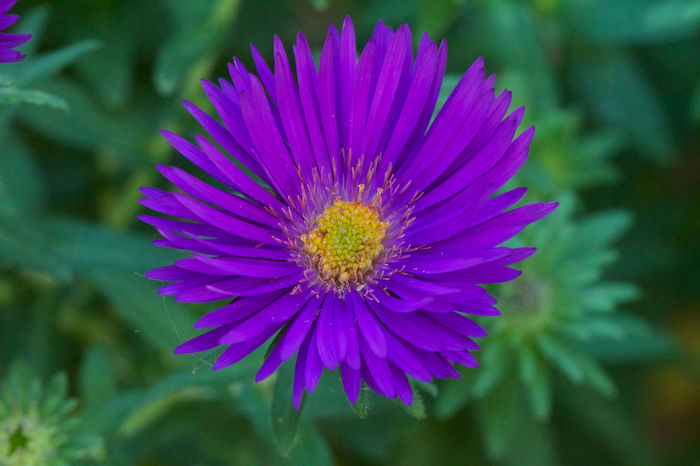 New-England-Aster-Purple