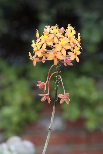 Orange-epidendrum