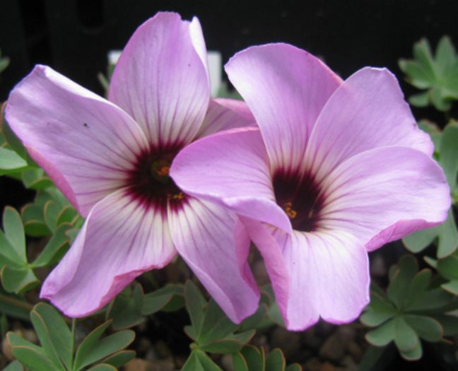 Oxalis%20Dark%20Eye