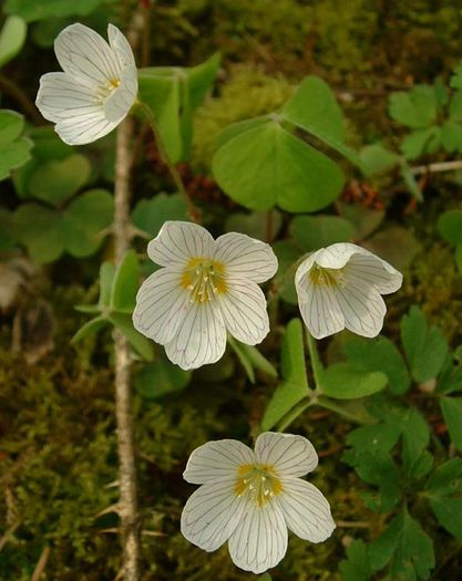 Oxalis_acetosella_jfg