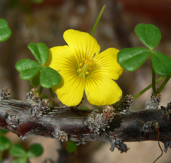 Oxalis_gigantea_2