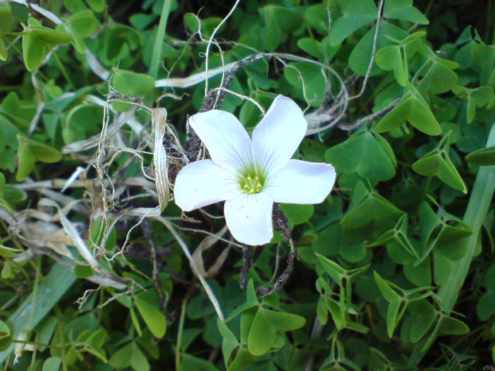 Oxalis_incarnata