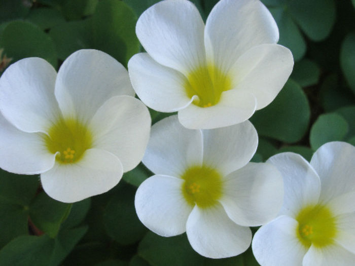 Oxalis_purpurea_White_RV