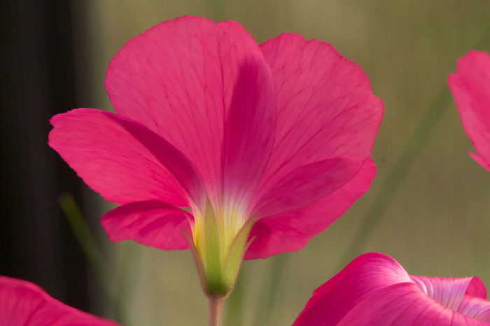 Oxalis-bowiei-from-the-back