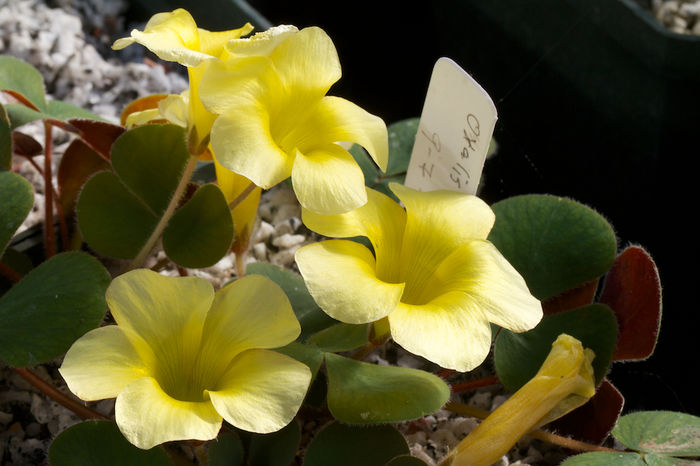 Oxalis-luteola-MV-5567