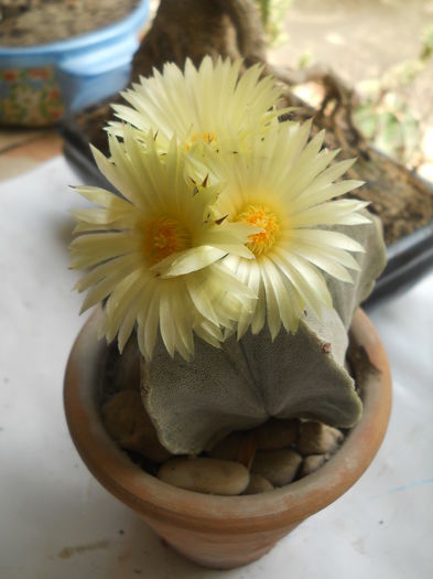 astrophytum - cactusi