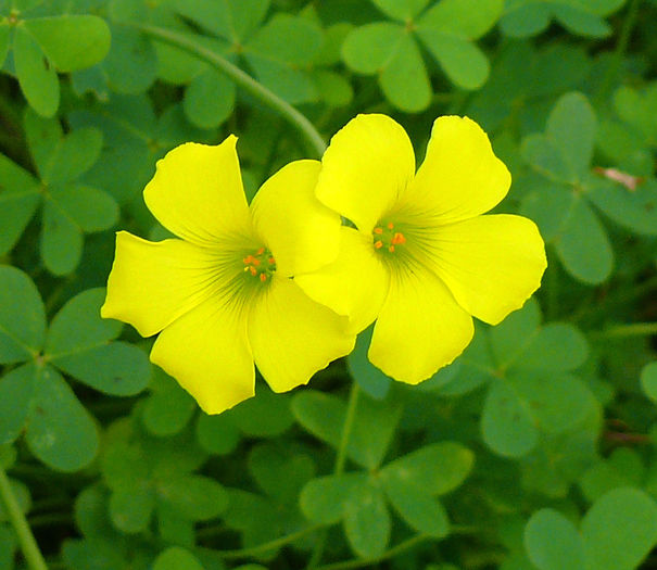 Oxalis-pes-caprae0016c