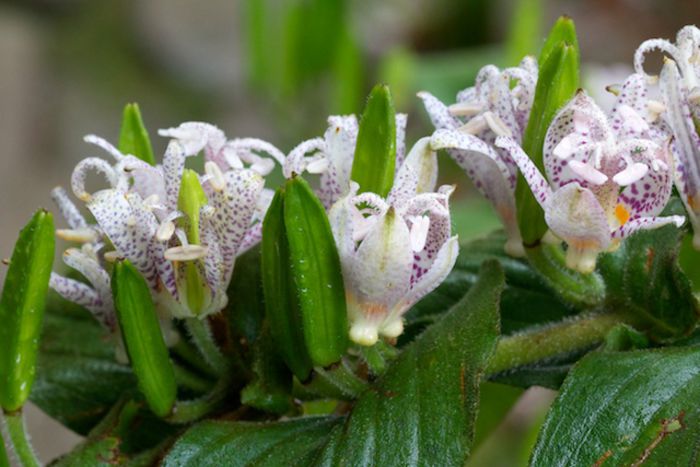 Toad-Lilies2