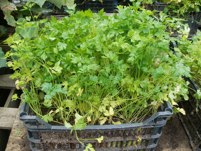 Patrunjel in ladita - Cultivarea legumelor in ghivece