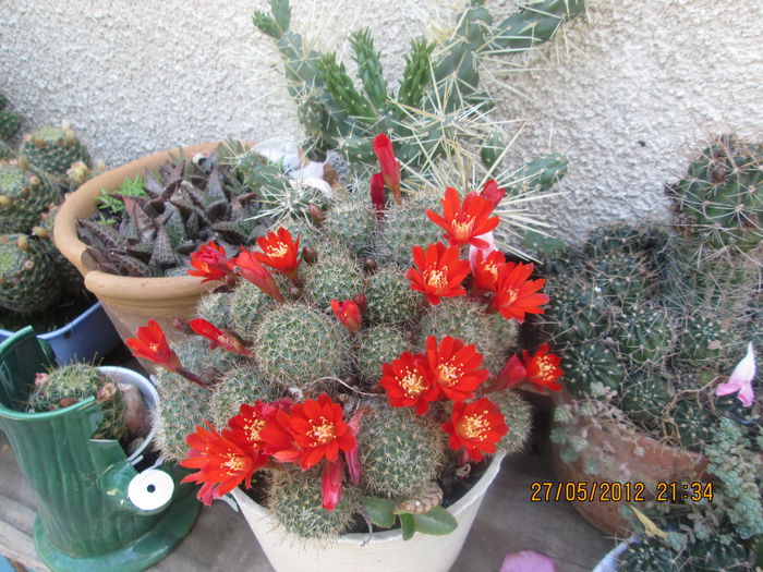 rebutii colonie - cactusi