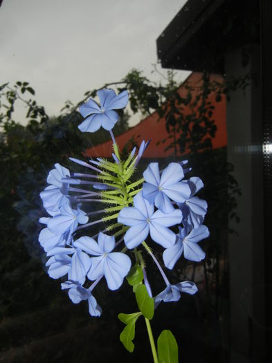 Plumbago auriculata (2014, Sep.26) - Plumbago auriculata