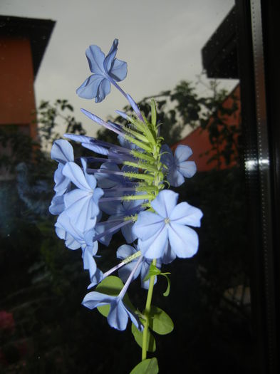 Plumbago auriculata (2014, Sep.26) - Plumbago auriculata