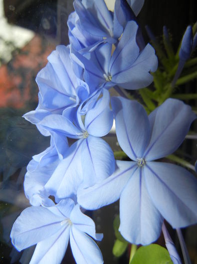 Plumbago auriculata (2014, Sep.26) - Plumbago auriculata