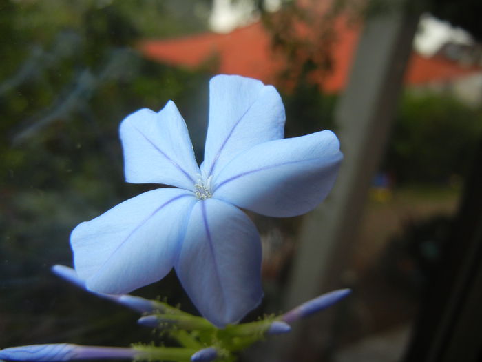 Plumbago auriculata (2014, Sep.26)