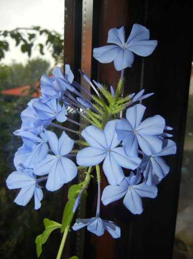 Plumbago auriculata (2014, Sep.26)