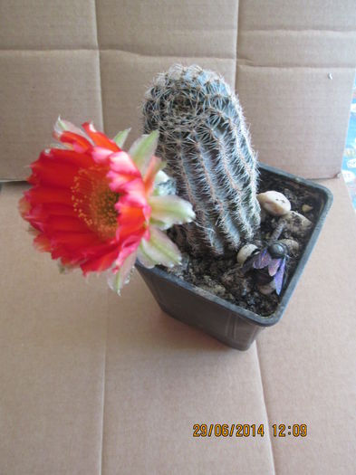 018 - cactusi