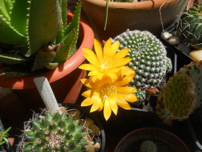 DSCN7888 - cactusi