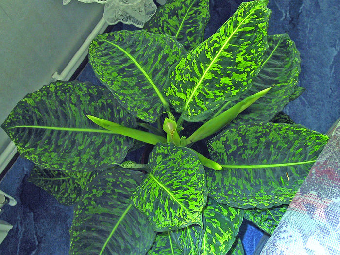 1280px-Dieffenbachia-01 - minuni ale naturii create de dumnezeu 9