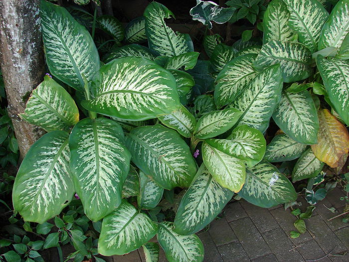 1280px-Starr_061212-2331_Dieffenbachia_seguine - minuni ale naturii create de dumnezeu 9