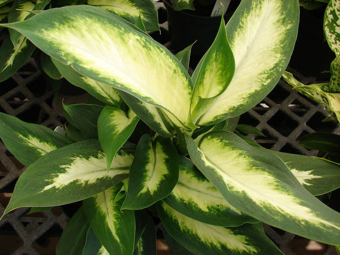 1280px-Starr_080117-1527_Dieffenbachia_maculata