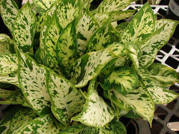 1280px-Starr_080117-1529_Dieffenbachia_maculata