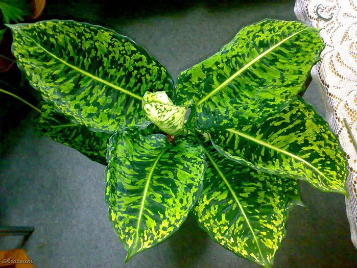 diefenbachai reflector