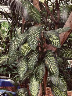 diefenbachia  amoena1