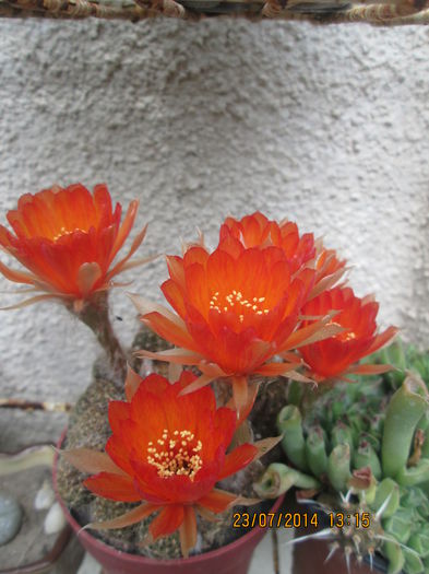 002 - cactusi