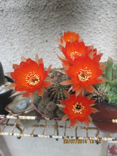 003 - cactusi