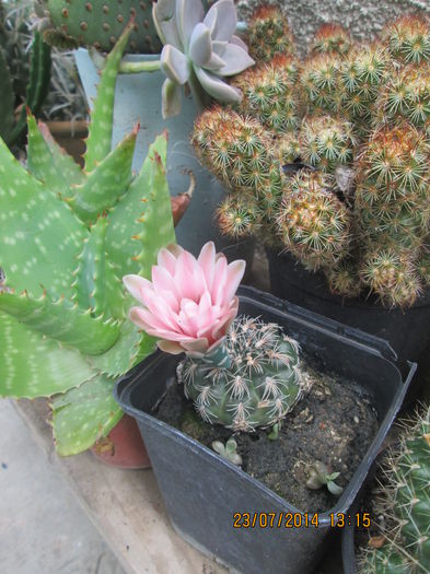 Gymnocalycium bruchii