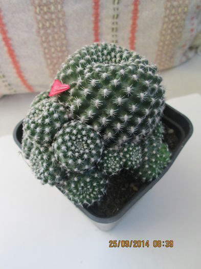 Rebutia krainziana - cactusi