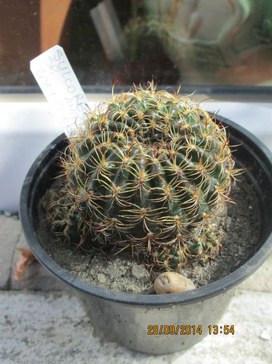 008 - cactusi