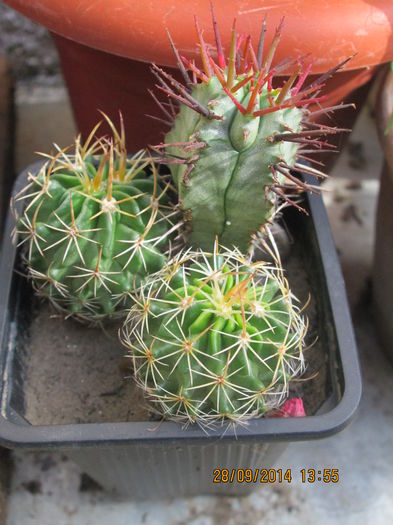010 - cactusi