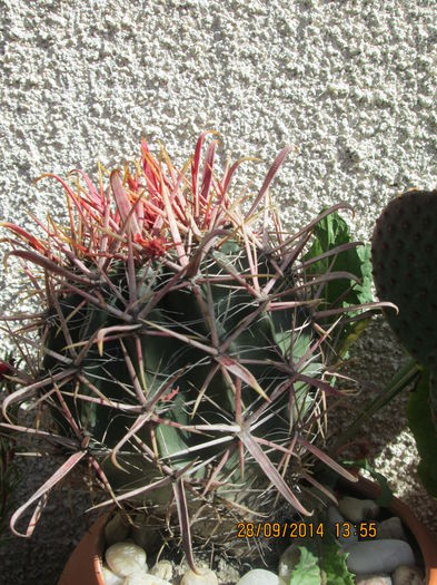 013 - cactusi