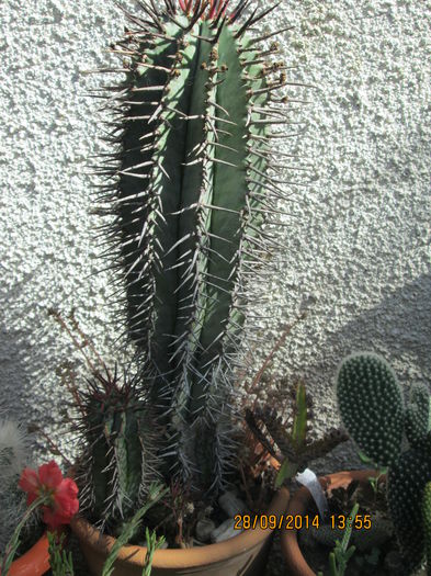 014 - cactusi
