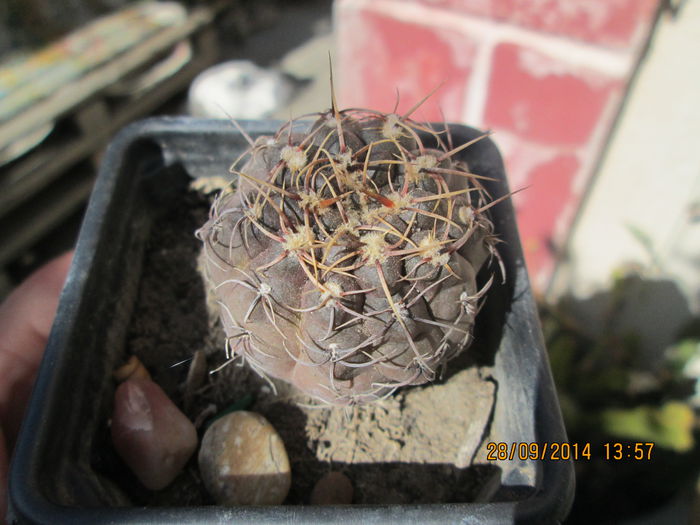 gymnocalycium - cactusi
