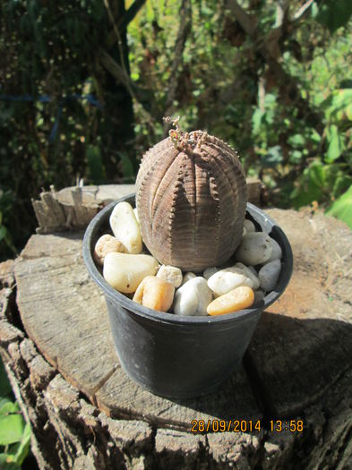 019 - cactusi