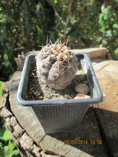 020 - cactusi