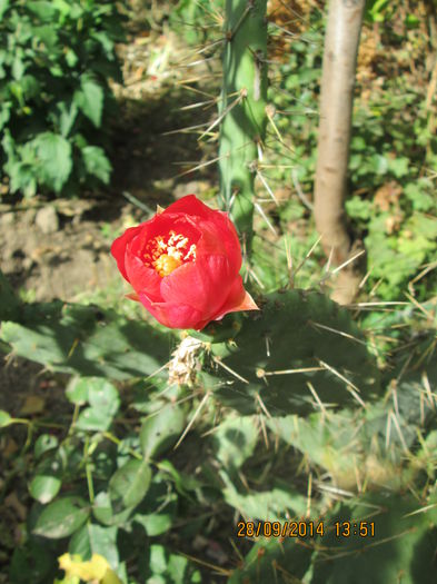 005 - cactusi