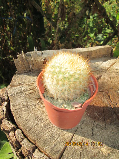 021 - cactusi